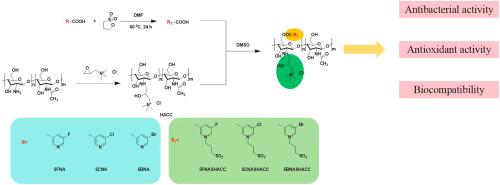 Synthesis and performance optimization of dual-modified chitosan Derivatives: Effects of novel zwitterionic and quaternary ammonium groups on antibacterial, antioxidant, and biocompatibility properties