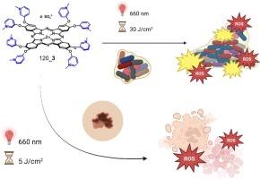 Quaternized phthalocyanines as a tool against melanoma and a broad spectrum of bacteria and fungi