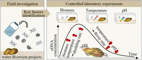 Quantifying the effect of key factors on the shedding and decay rates of eDNA from the golden mussel