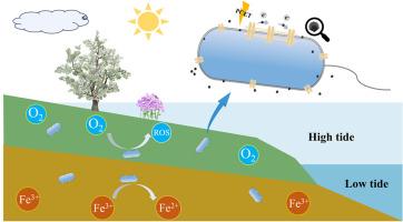 Adding carbon quantum dots to enhance microbial extracellular electron transfer for accelerating aniline degradation in simulated wetlands