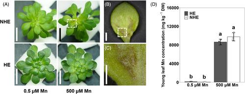 Elevated expression of SaMTP8.1 is involved in internal Mn detoxification in the hyperaccumulating ecotype of Sedum alfredii