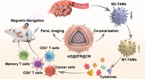 Magnetic Persistent Luminescence Nanoparticles Repolarize Tumor-Associated Macrophages for Enhanced Cancer Immunotherapy