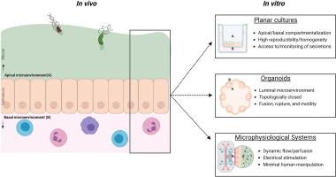 Organoids and derived models to study the microenvironments of bacterial infections