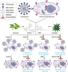 Multi-level inhibition of SARS-CoV-2 invasion by cannabidiol and epigallocatechin gallate