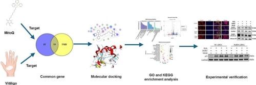 MitoQ for vitiligo by mitigating PARP1 translocation aberrations: Network pharmacology and experimental validation