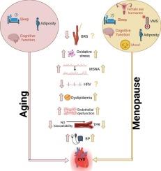 Menopause and its effects on autonomic regulation of blood pressure: Insights and perspectives