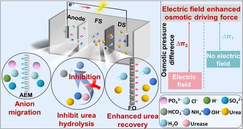 Enhancing Urea Recovery and Hydrolysis Inhibition from Source-Separated Urine through a Novel Urea Electric-Assisted Forward Osmosis System: Insights from Reaction Kinetics and Mechanisms