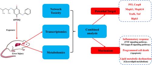 Combined Analysis of Network Toxicology and Multiomics Revealed the Potential Mechanism of 6PPDQ-Induced Hepatotoxicity in Mice