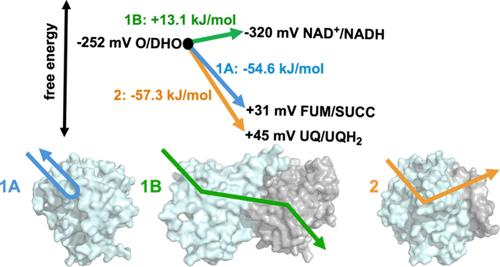 Not Once, not Twice, but Thrice: Structure and Catalytic Mechanisms of the Dihydroorotate Dehydrogenases