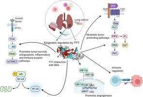 Role of Yin Yang 1 (YY1) on microenvironment, signaling pathways, and epigenetics in lung cancer