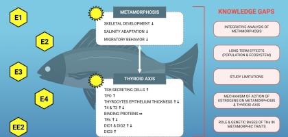 Teleost fish metamorphosis under the influence of estrogenic hormones: targeting the thyroid axis – a literature review