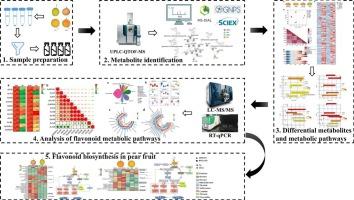 Flavonoid-mediated metabolic underpinning quality variation in red bud-sport pear mutants