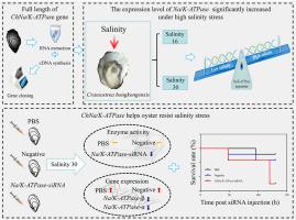 Cloning and RNA interference indicate that the Na/K-ATPase-β gene helps Hong Kong oysters (Crassostrea hongkongensis) resist short-term hypersalinity stress