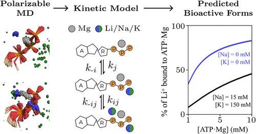 ATP-Ion Complexation and Lithium’s Bioactive Form in Cellular Solutions
