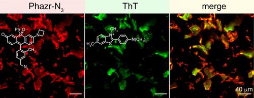 A Solvatochromic Near Infrared Fluorophore Sensitive to the Full Amyloid Beta Aggregation Pathway
