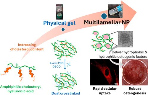 Tuning Hyaluronic Acid Microstructures by Engineered Amphiphilicity: From Dynamically Cross-Linked Gels to Multilayered Nanoparticles