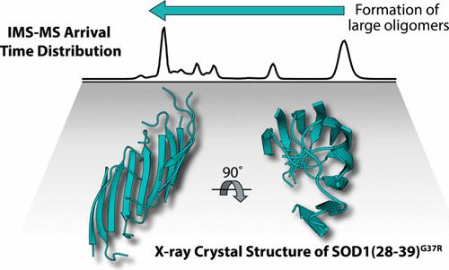Amyloid Oligomers: Expediting Crystal Growth and Revisiting the Corkscrew Structures