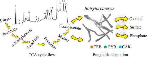 Revealing TCA Cycle Flow Dynamics in Fungicide-Adapted Botrytis cinerea through Anionic Chromatographic Simultaneous Separation