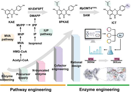 Biotransformation of Kaempferol to Icaritin in Engineered Saccharomyces cerevisiae