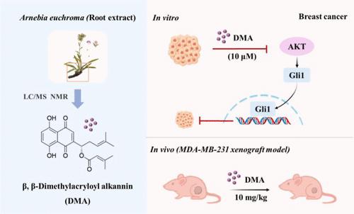 β,β-Dimethylacryloyl Alkannin from Arnebia euchroma Roots Suppresses Triple-Negative Breast Cancer Growth via AKT/Gli1 Signaling