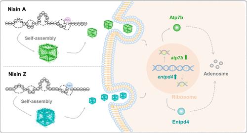 Nisin Self-assembles to Interfere with Cellular Endocytosis for Ribosome-Mediated Anti-inflammatory Efficiency