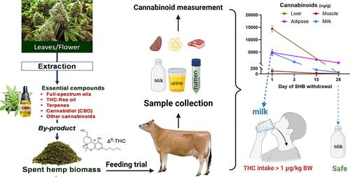 Cannabinoid Distribution and Clearance in Feeding Spent Hemp Biomass to Dairy Cows and the Potential Exposure to Δ9-THC by Consuming Milk