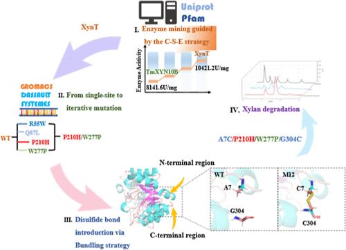 Multifaceted Engineering of Xylanase Guided by Structural Insights to Enhance Thermal Stability and Catalytic Functionality