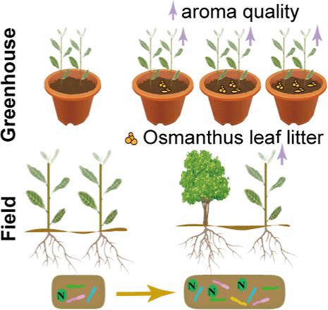 Allelopathic Effect of Osmanthus fragrans Changes the Soil Microbial Community and Increases the Soil Nutrients and the Aroma Quality of Tea Leaves
