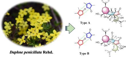 Discovery of the rare dimeric guaianes and their monomers from the Daphne penicillata Rehd