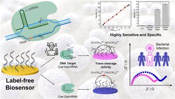 Exploring a CRISPR/Cas12a-powered impedimetric biosensor for amplification-free detection of a pathogenic bacterial DNA