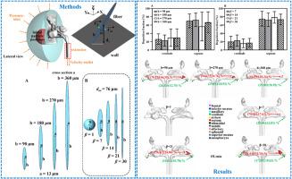 Numerical analysis of Platanus orientalis L. microfiber inhalation exposure in human sinonasal cavities
