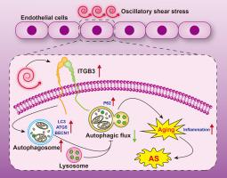 Oscillatory shear stress activates integrin β3, blocking autophagic flux in endothelial cells and promoting endothelial cells senescence