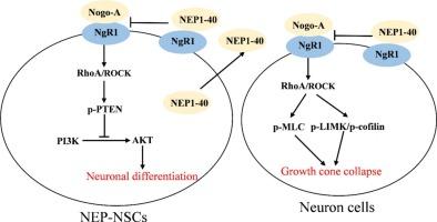 Improving neuronal recovery in spinal cord injury with NEP1-40-modified neural stem cells through RhoA/ROCK signaling pathway modulation