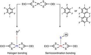 Engineering metal site behavior: electrophilic-nucleophilic dualism in square-planar platinum(ii) through geometry-controlled switching†
