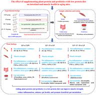 Supplementation of low-protein diets with plant protein and probiotics enhances muscle health by regulating gut microbiota and metabolomic profiles in SAMP8 mice†