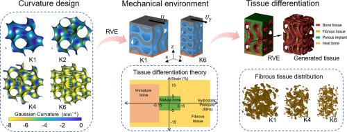 Gaussian curvature-mechanical environment-tissue regeneration relationships at the bone-implant interface of porous implants: a simulation study