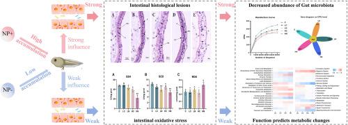 Nanoplastics under the charge effects: Unveiling the potential threats to amphibian (Rana nigromaculata) growth, intestinal damage and microbial ecology
