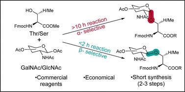 Efficient synthesis of O-glycosylated amino acids†