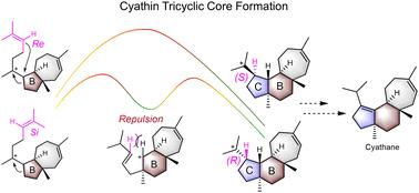 Probing intermediate folding patterns determined the carbon skeleton construction mechanism of cyathane diterpene†