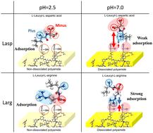 Molecular simulations and an experimental study of the oligopeptide-mediated fouling mechanisms of polyamide reverse-osmosis membranes†