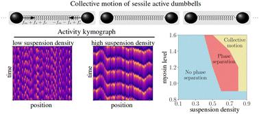 Hydrodynamics-driven phase-locking and collective motility of sessile active dumbbells†