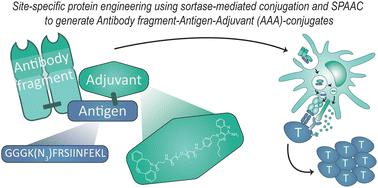 Co-delivery of antigen and adjuvant by site-specific conjugation to dendritic cell-targeted Fab fragments potentiates T cell responses†