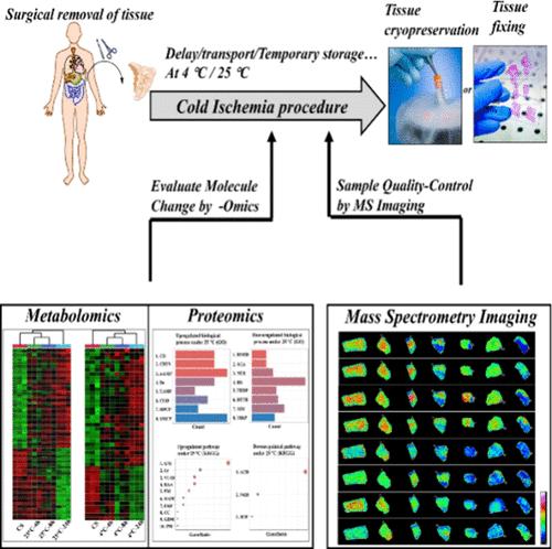 Impact of Cold Ischemia on the Proteome and Metabolome of Tissue Samples and Preanalytical Quality Control Using Mass Spectrometry Imaging