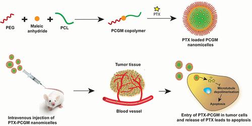 In Vitro and In Vivo Evaluation of PCL–PEG Nanomicelles for Paclitaxel Drug Release to Treat Breast Cancer