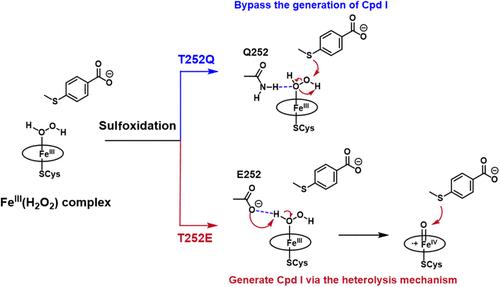 Fe(III)–H2O2 as an Alternative Oxidant for Catalytic Sulfoxidation in Cytochrome P450 Enzymes: Combined Theoretical and Experimental Evidence