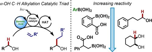 Reactivity of Alcohol Substrates and Boron-Containing Complexes in C–H Alkylation Enabled by Photoredox, Hydrogen Atom Transfer, and Boronic Acid Catalysis