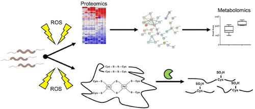 Exploring the Targets of Reactive Oxygen Species and Defense against Oxidative Stress in Campylobacter jejuni Using a Multiomics Approach