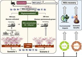 Are abandoned mine tailings a valuable resource for recovering Rare Earth Elements? Life cycle assessment and cost analysis