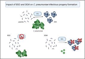 Chlamydia pneumoniae relies on host glutathione for its growth and induces integrated stress response-mediated changes in macrophage glutathione metabolism