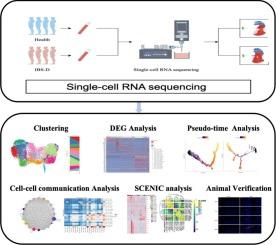 Single-cell RNA-seq reveals the immune profile changes in patients with diarrhoeal-irritable bowel syndrome